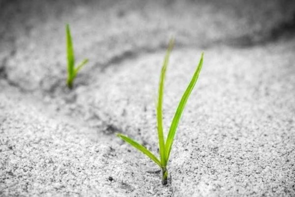 A Short Introduction to English Sonnet