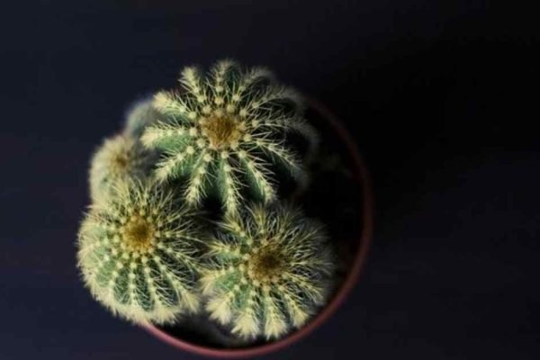 The Cactus by O Henry : A Story About The Irony of Fate