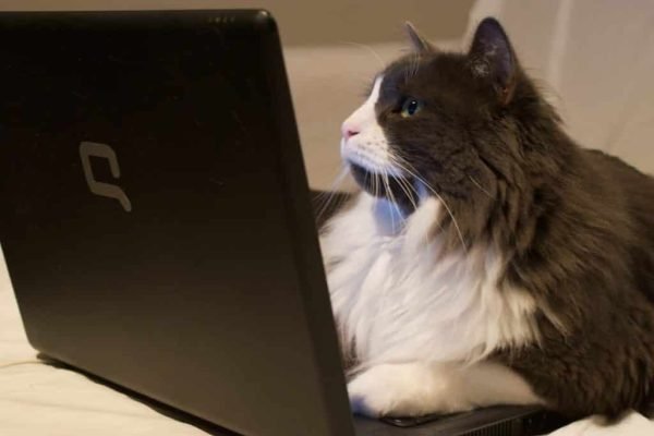 Publish on Nibblepop: 5 Reasons Why You Must!